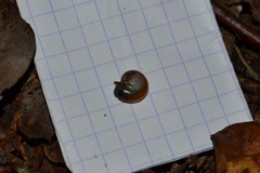 Aegopinella nitidula