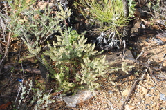 Phylica villosa