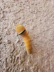 Papilio multicaudata