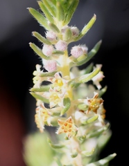 Phylica villosa