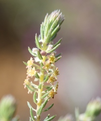 Phylica villosa
