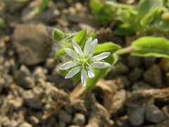 Stellaria aquatica