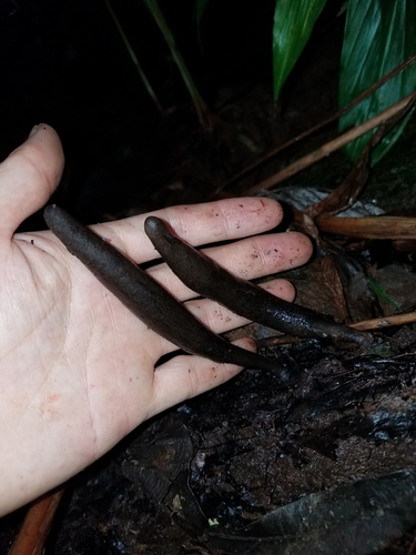 Xylaria moelleroclavus observed 2021-08-25