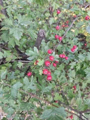 Crataegus monogyna