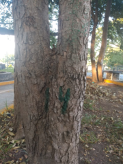 Roseodendron donnell-smithii