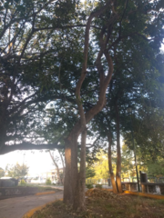 Roseodendron donnell-smithii