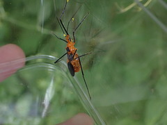 Zelus longipes