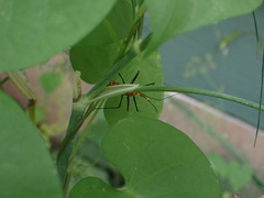 Zelus longipes