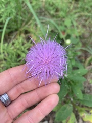Cirsium