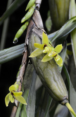 Maxillaria carrilloi
