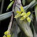 Maxillaria carrilloi - Photo (c) Alejandro Lopez, some rights reserved (CC BY-NC-SA), uploaded by Alejandro Lopez