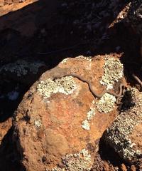 Psammophis notostictus