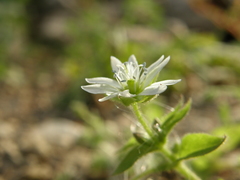 Stellaria aquatica