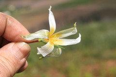 Romulea flava
