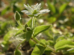 Stellaria aquatica