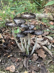 Coprinopsis
