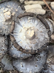 Coprinopsis