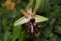 Ophrys sphegodes atrata