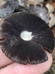 Coprinopsis