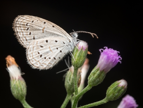 Tiny Grass Blue