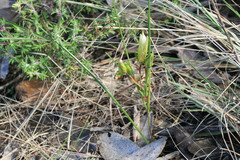 Romulea flava