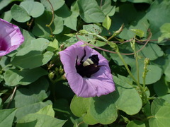 Bombus pensylvanicus