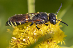 Philanthus solivagus