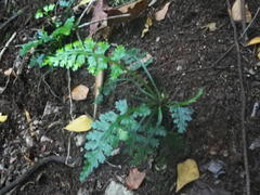 Asplenium rutifolium
