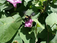Bombus pensylvanicus