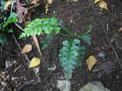 Asplenium rutifolium