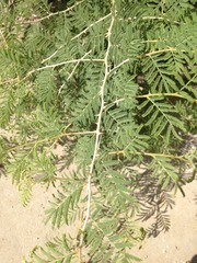 Vachellia farnesiana