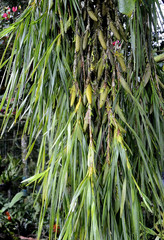 Maxillaria carrilloi