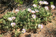 Arctotis bellidifolia