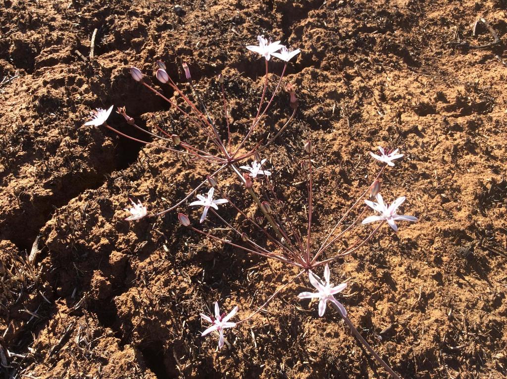 Strumaria discifera