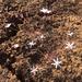 Strumaria discifera bulbifera - Photo (c) Dewidine, some rights reserved (CC BY-NC), uploaded by Dewidine