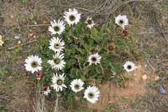 Arctotis bellidifolia