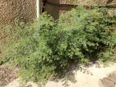 Vachellia farnesiana