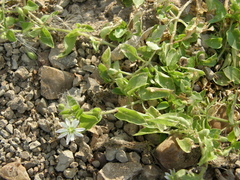 Stellaria aquatica