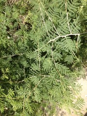 Vachellia farnesiana