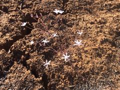 Strumaria discifera bulbifera