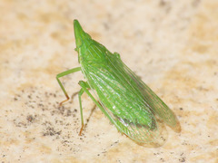 Dictyophara