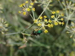 Augochlorini