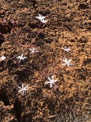 Strumaria discifera bulbifera