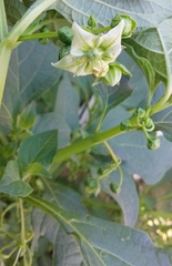 Jaltomata procumbens