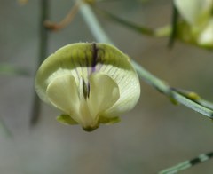 Psoralea glaucescens