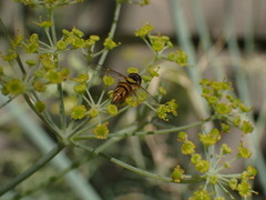 Allograpta obliqua