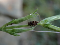Cyclosa turbinata