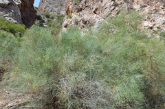 Psoralea glaucescens