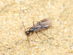 Myrmecina graminicola