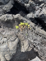 Darwiniothamnus tenuifolius
